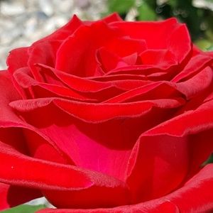 Meet your Posher, Ginger